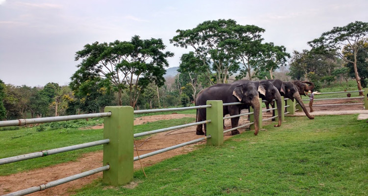 Mudumalai National Park