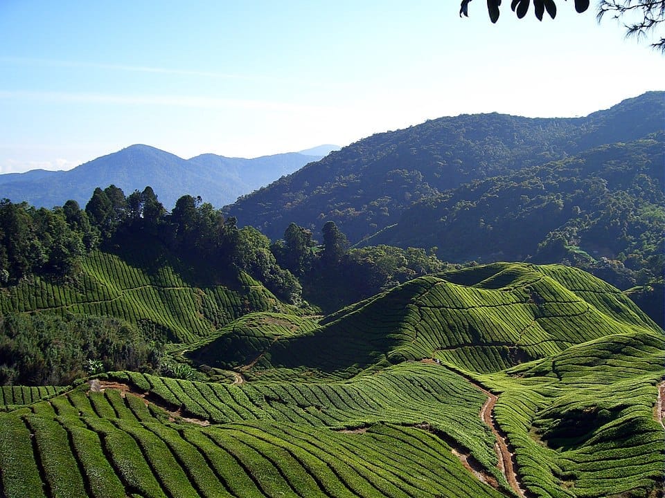 Cameron Highlands (Courtesy: Wikipedia)