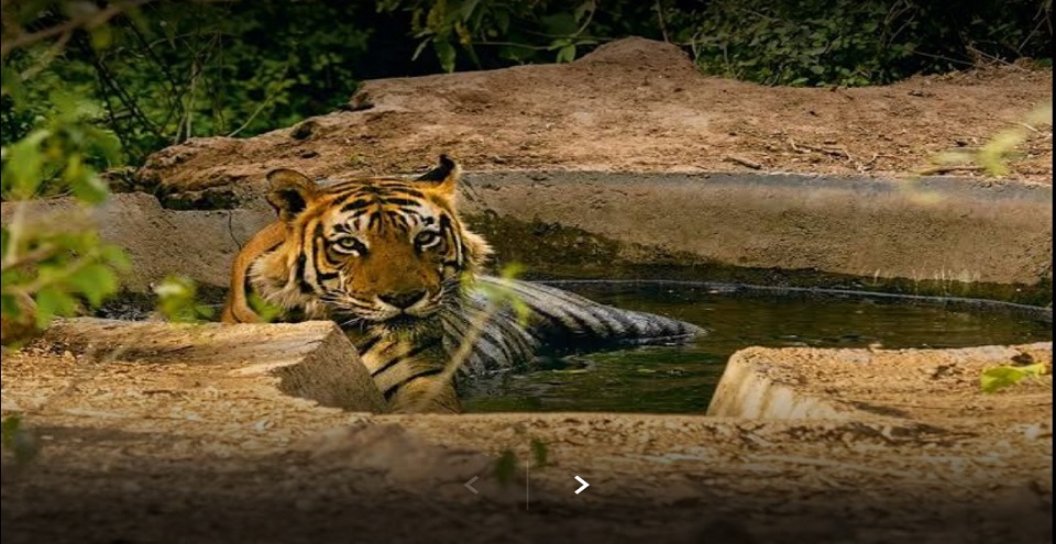 Sariska Tiger Reserve (Courtesy: Rajasthan Tourism)