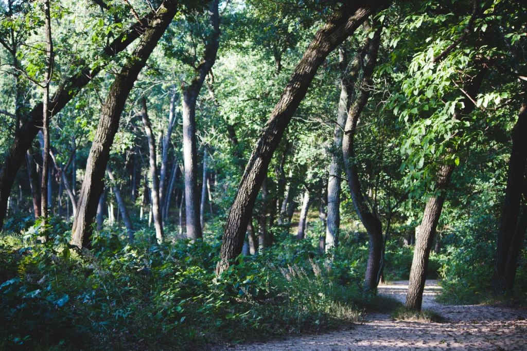 Indiana Dunes Discovery