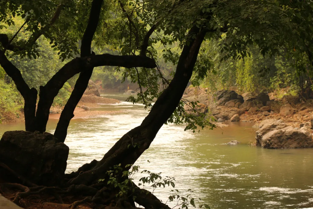 Sanjay Gandhi National Park