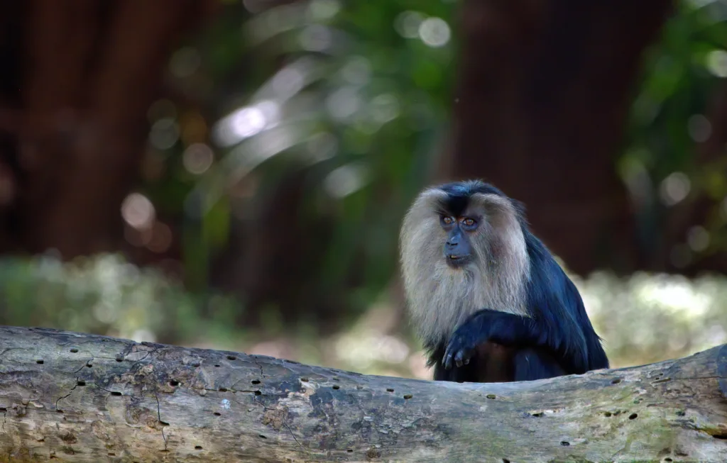 Nehru Zoological Park