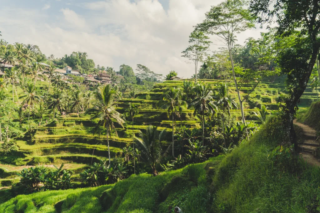 Tegallalang Rice Terraces