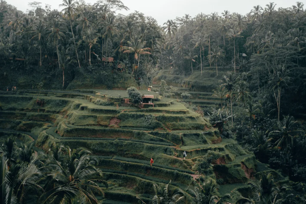 Things to do in Ubud