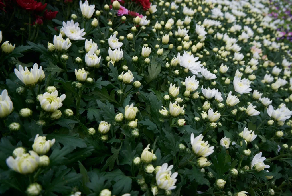 Places to Visit in Bangalore Lalbagh Botanical Garden