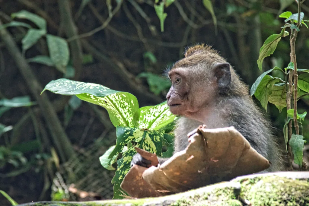 Sacred Monkey Forest Sanctuary 