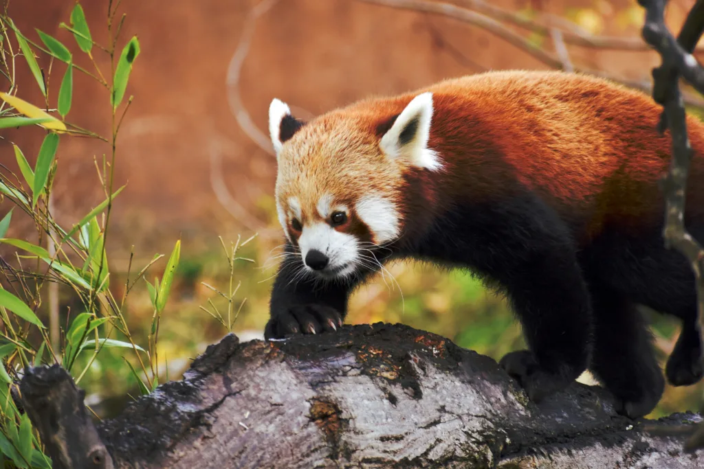 Things to do in Dublin - Dublin Zoo (Image Source: Photo by <a href="https://unsplash.com/@maurosbicego?utm_content=creditCopyText&utm_medium=referral&utm_source=unsplash">Mauro Sbicego</a> on <a href="https://unsplash.com/photos/a-red-panda-walking-on-top-of-a-tree-branch-GVXqlc8oARc?utm_content=creditCopyText&utm_medium=referral&utm_source=unsplash">Unsplash</a>)